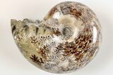 Polished Agatized Ammonite (Phylloceras?) Fossil - Madagascar #200478-1